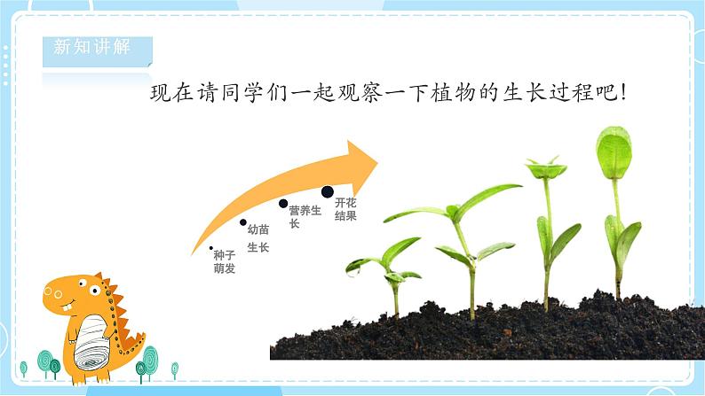 【湘科版】二下科学  2.2 植物在生长 课件+教案+素材05