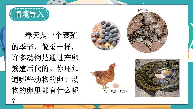 教科版科学三年级下册第2课 认识其他动物的卵课件02