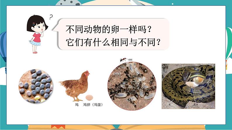 教科版科学三年级下册第2课 认识其他动物的卵课件05