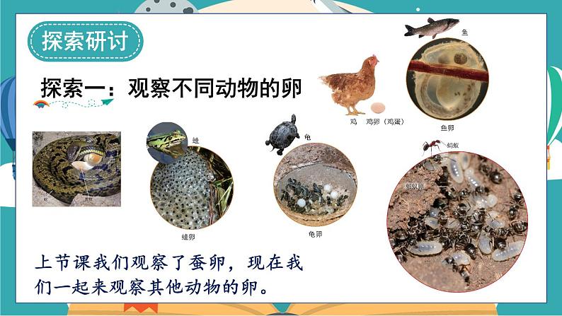 教科版科学三年级下册第2课 认识其他动物的卵课件06
