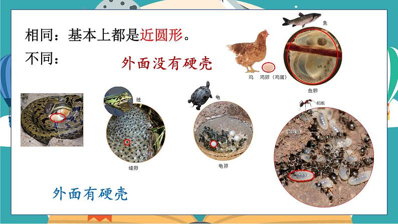 教科版科学三年级下册第2课 认识其他动物的卵课件07