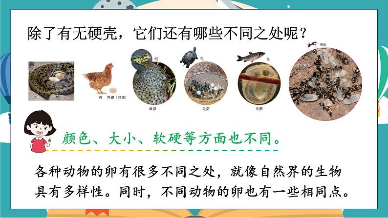 教科版科学三年级下册第2课 认识其他动物的卵课件08