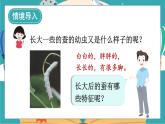 教科版科学三年级下册第3课 蚕长大了课件