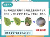 教科版科学三年级下册第4课 蚕变了新模样课件