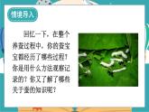 教科版科学三年级下册第6课 蚕的一生课件