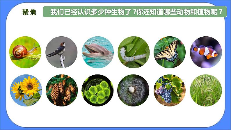 教科版六年级下册科学2.1《校园生物大搜索》课件02