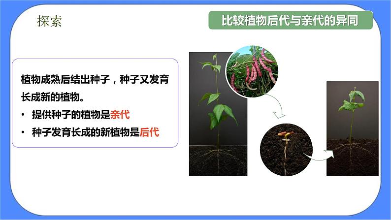 教科版六年级下册科学2.3《形形色色的植物》课件04