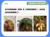 教科版六年级下册科学2.3《形形色色的植物》课件