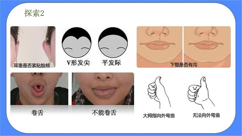 教科版六年级下册科学2.5《相貌各异的我们》课件第6页