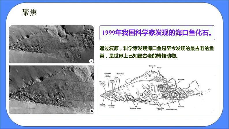 教科版六年级下册科学2.6《古代生物的多样性》课件02