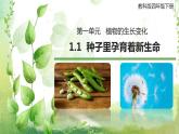 教科版科学四年级下册1.1《种子里孕育着新生命》课件
