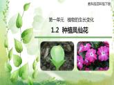 教科版科学四年级下册1.2《种植凤仙花》课件