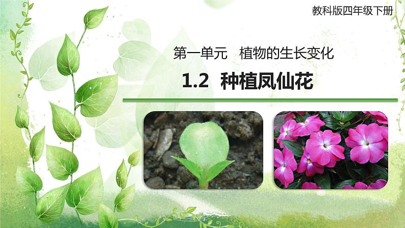 教科版科学四年级下册1.2《种植凤仙花》课件01