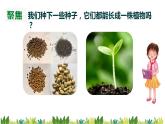 教科版科学四年级下册1.2《种植凤仙花》课件