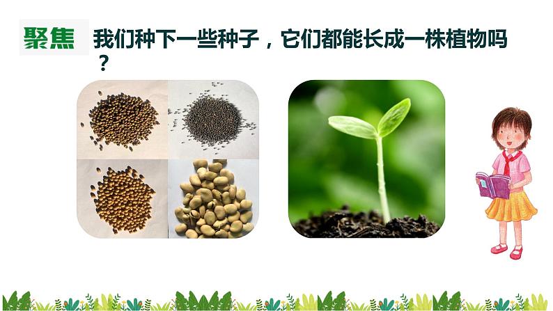 教科版科学四年级下册1.2《种植凤仙花》课件03