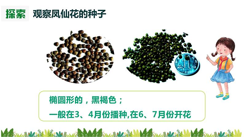 教科版科学四年级下册1.2《种植凤仙花》课件06