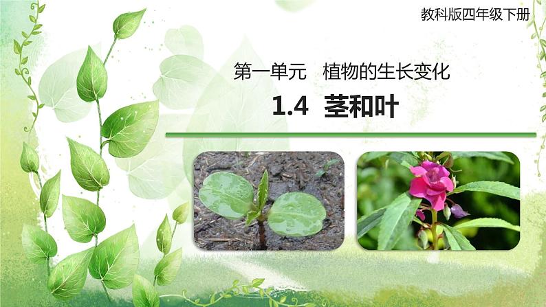 教科版科学四年级下册1.4《茎和叶》课件01