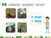 教科版科學(xué)四年級下冊1.4《莖和葉》課件