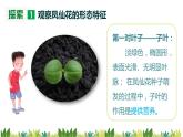 教科版科學(xué)四年級下冊1.4《莖和葉》課件