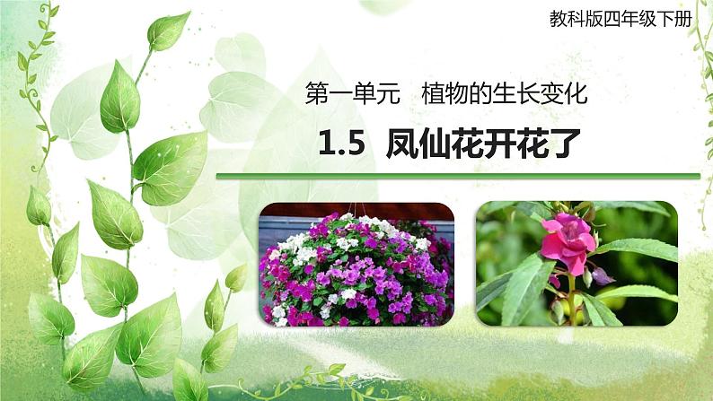 教科版科学四年级下册1.5《凤仙花开花了》课件01