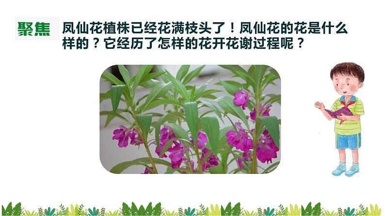 教科版科学四年级下册1.5《凤仙花开花了》课件03