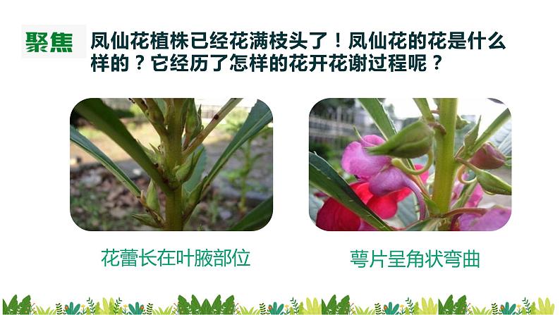 教科版科学四年级下册1.5《凤仙花开花了》课件04