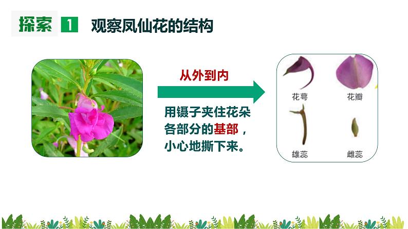 教科版科学四年级下册1.5《凤仙花开花了》课件05