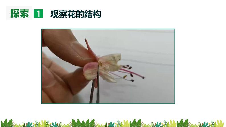 教科版科学四年级下册1.5《凤仙花开花了》课件06