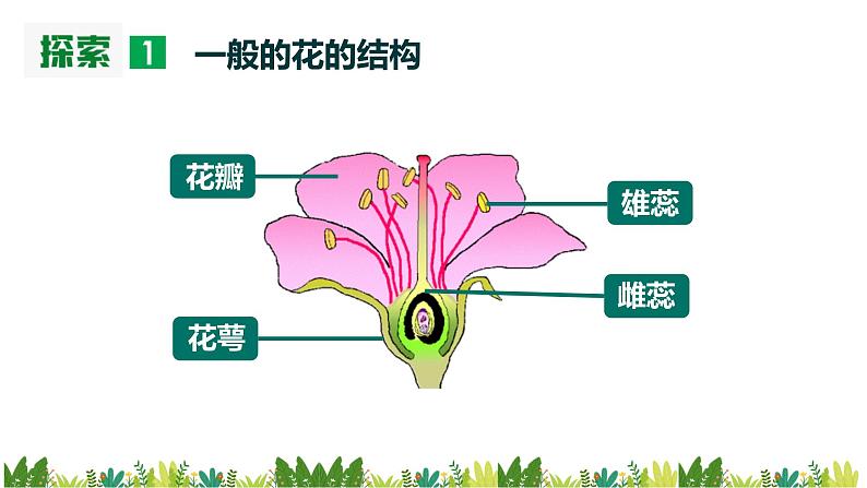 教科版科学四年级下册1.5《凤仙花开花了》课件07