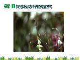 教科版科学四年级下册1.7《种子的传播》课件