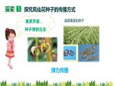教科版科学四年级下册1.7《种子的传播》课件