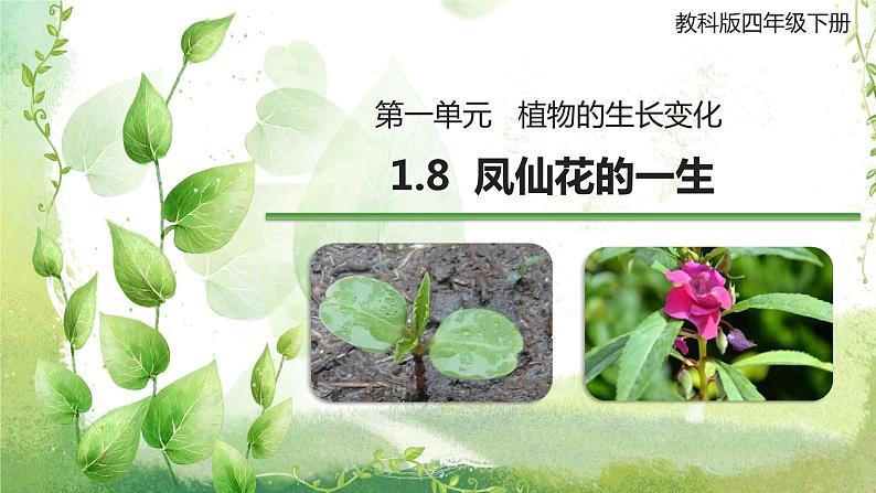 教科版科学四年级下册1.8《凤仙花的一生》课件第1页