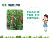 教科版科学四年级下册1.8《凤仙花的一生》课件