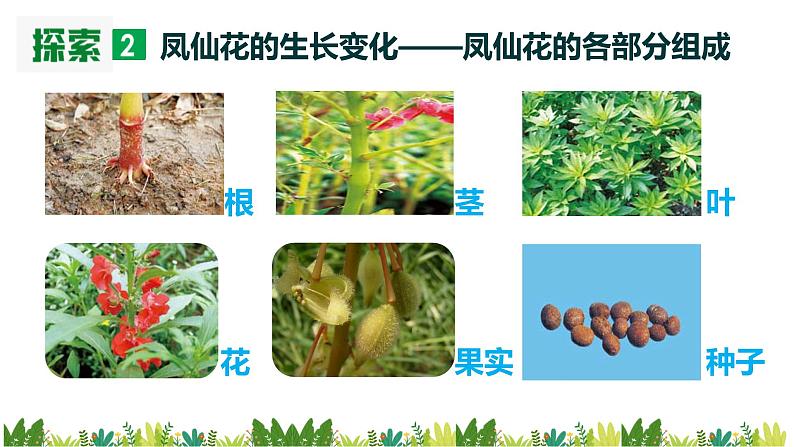 教科版科学四年级下册1.8《凤仙花的一生》课件第7页