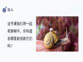 【湘科版】二上科学 2.2 观察蜗牛的反应 （课件）