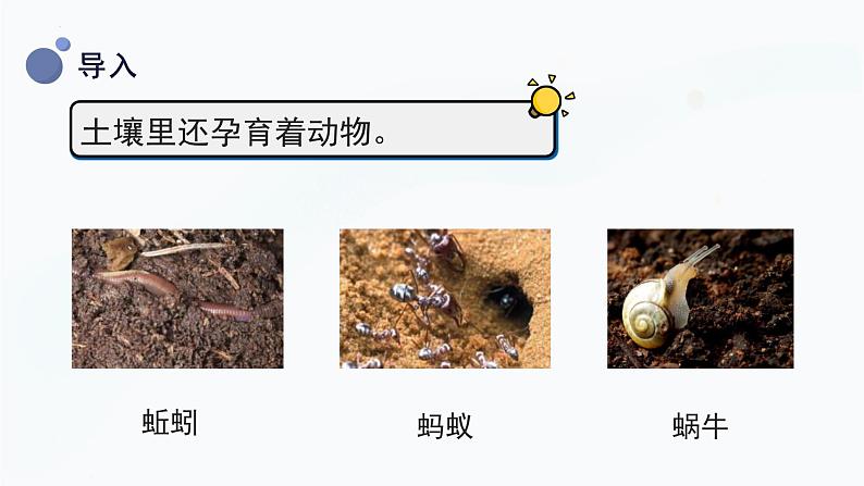 【湘科版】三上科学  3.1采集土壤（课件）06