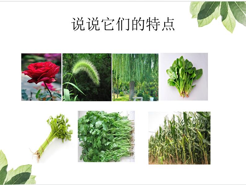 《我们周围的植物》课件第2页