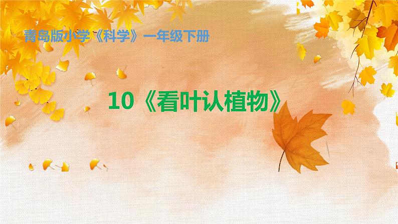 第10课《看叶认植物》课件+教案+练习01