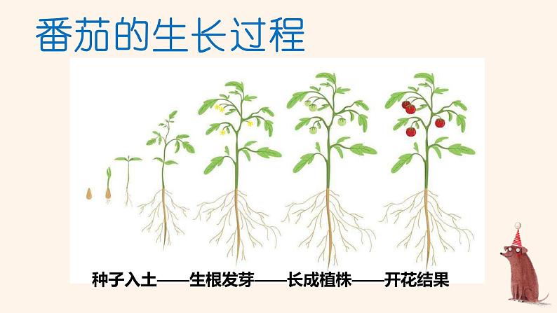 第15课《番茄与番茄酱》课件+教案+练习04