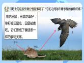 蘇教版科學(xué)六年級下冊 第6課 有趣的食物鏈 同步課件+同步教案