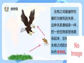 蘇教版科學(xué)六年級下冊 第6課 有趣的食物鏈 同步課件+同步教案