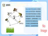 蘇教版科學(xué)六年級下冊 第6課 有趣的食物鏈 同步課件+同步教案
