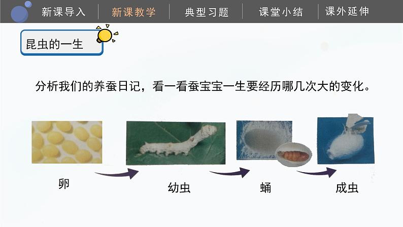 【湘科版】四下科学  第2单元第4课-昆虫的一生（课件+视频素材）08