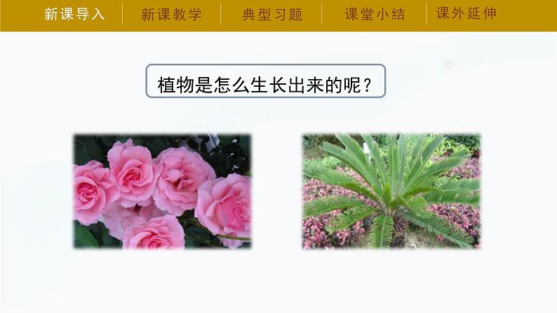 【湘科版】三下科学  第5单元第1课-种子萌发（课件+视频素材）04