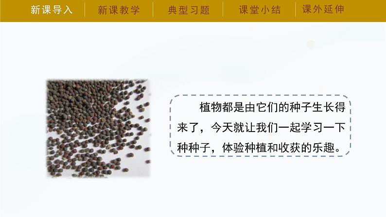 【湘科版】三下科学  第5单元第1课-种子萌发（课件+视频素材）05