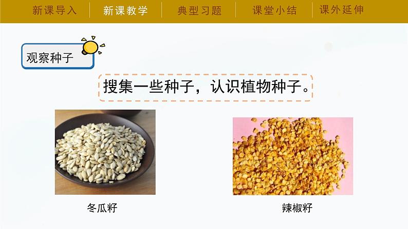 【湘科版】三下科学  第5单元第1课-种子萌发（课件+视频素材）08