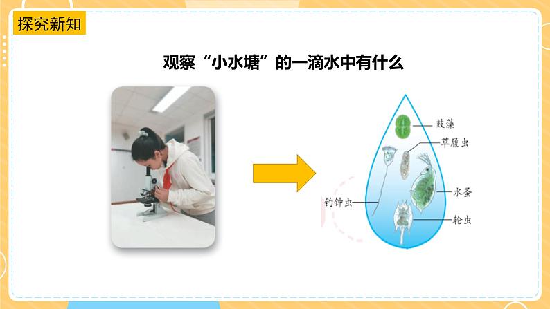 1.2微小的生命体（课件）第7页