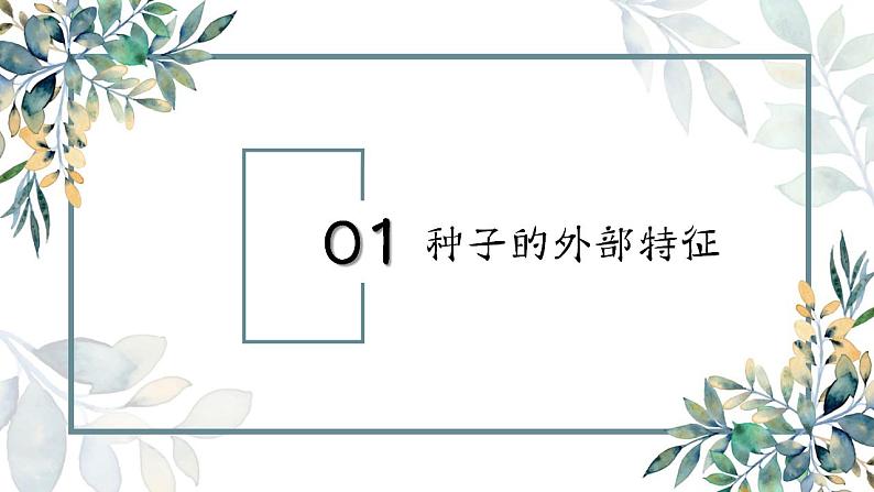 教科版四年级下册 第一课 种子里孕育着新生命 同步课件第4页