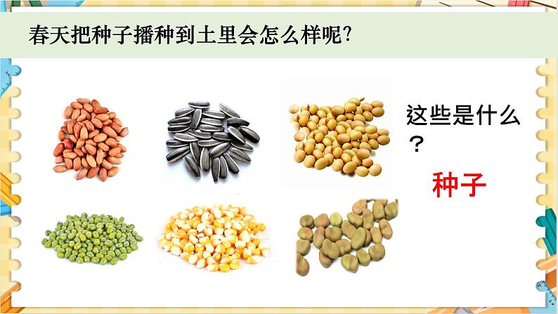 教科版科学四年级下册 1.1种子里孕育着新生命 教学课件第2页