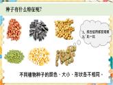 教科版科学四年级下册 1.1种子里孕育着新生命 教学课件